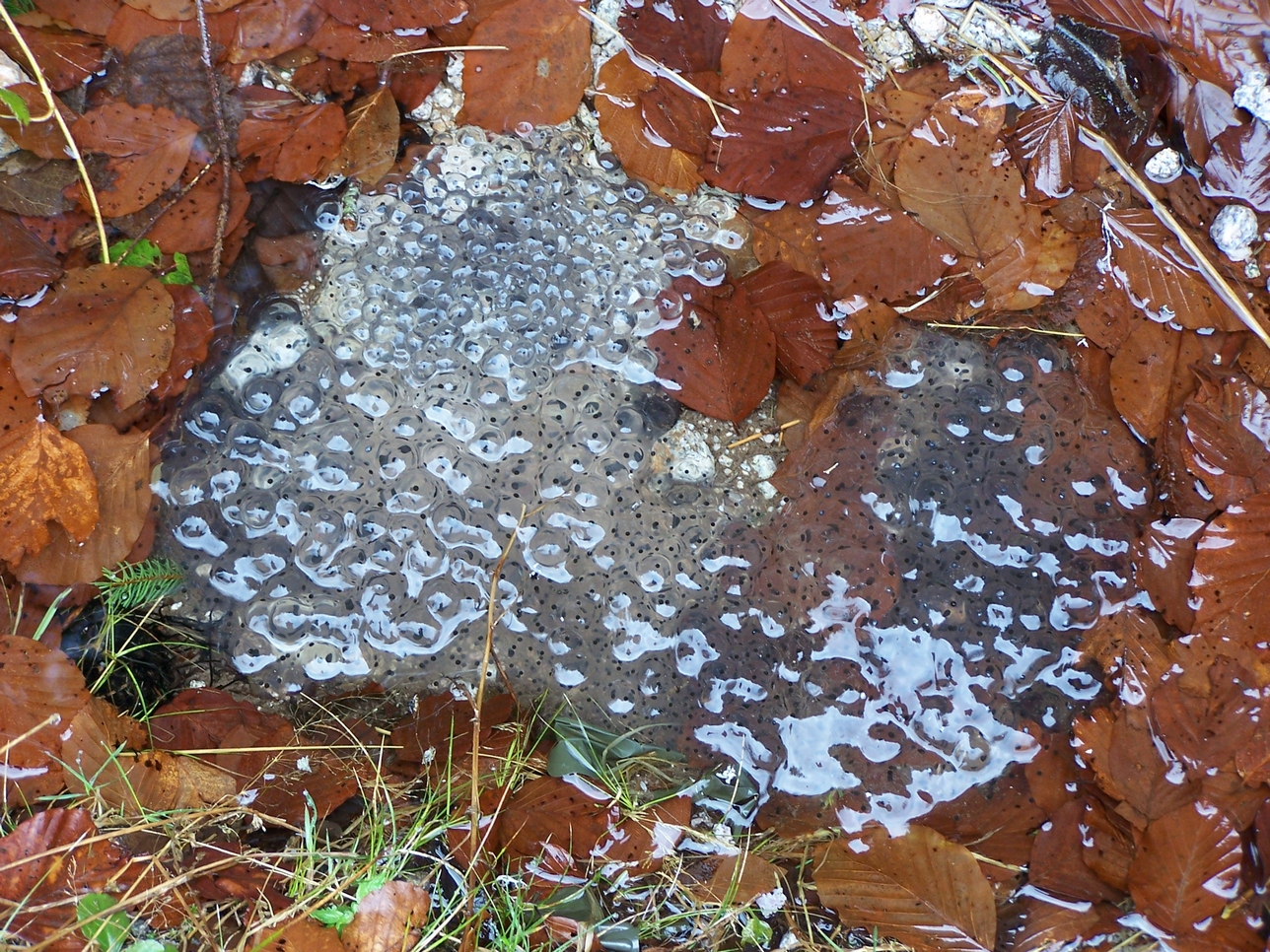 Gerardmer20080430.jpg